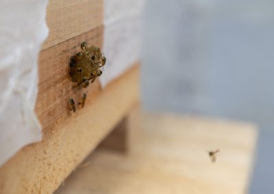 Além de colaborar com o aumento da renda familiar, o projeto visa acelerar a recuperação do meio ambiente, pois as abelhas são as maiores responsáveis pela polinização e contribuem para a biodiversidade local.   Foto: Leo Drumond / NITRO