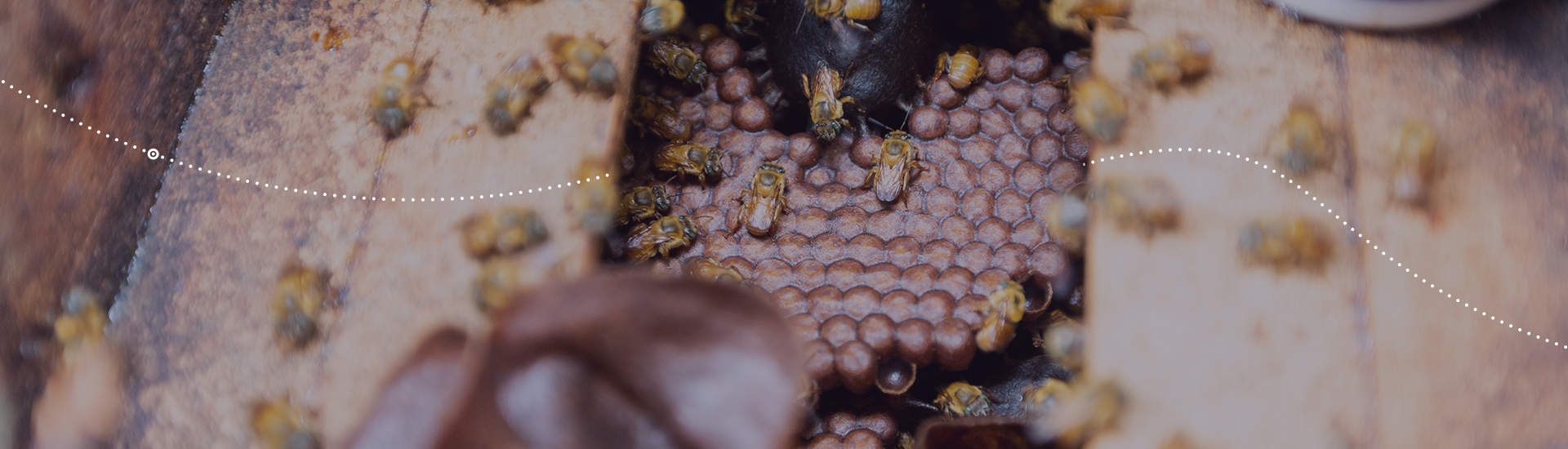 Criação de abelhas sem ferrão
