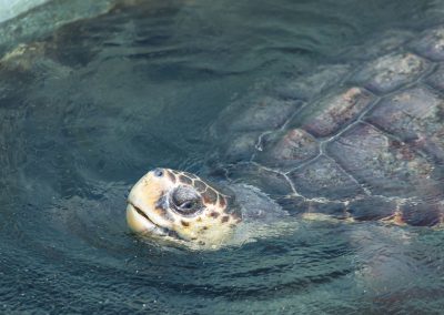 A ideia é avaliar aspectos da reprodução, acompanhando a desova das tartarugas para identificar se houve mudanças na dinâmica do litoral capixaba. Foto: Leo Drumond / NITRO